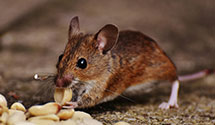 hospital-and-healthcare-facility-pest-management Experts in Pitt
